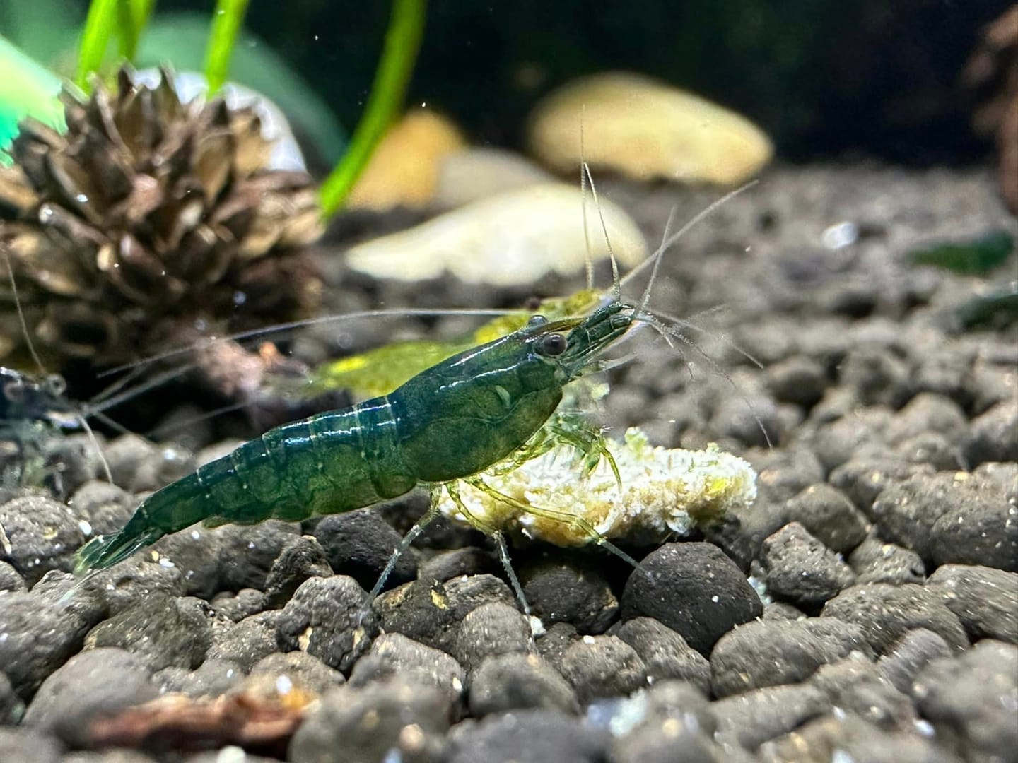 Customer photo review of Green Jade Neocaridina Shrimp