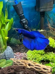 Customer photo review of Super Blue Halfmoon Male Betta Fish