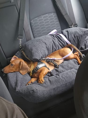 Customer photo review of PaWz Dog Car Booster Seat