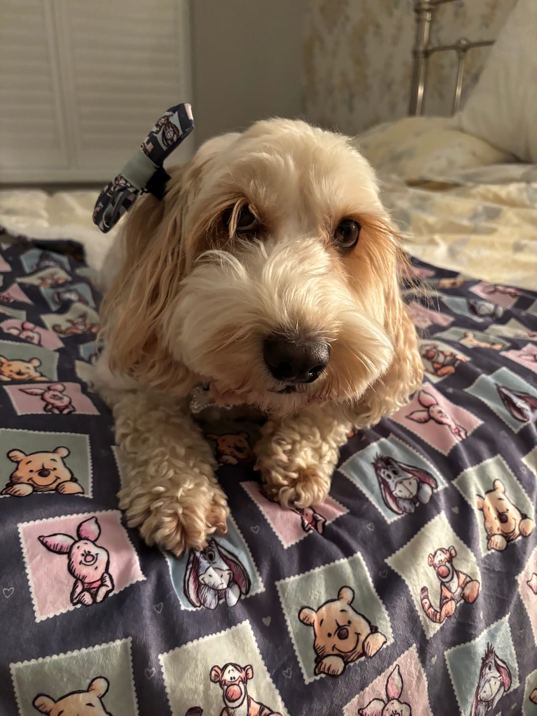 Customer photo review of Bow Tie - Winnie + Friends