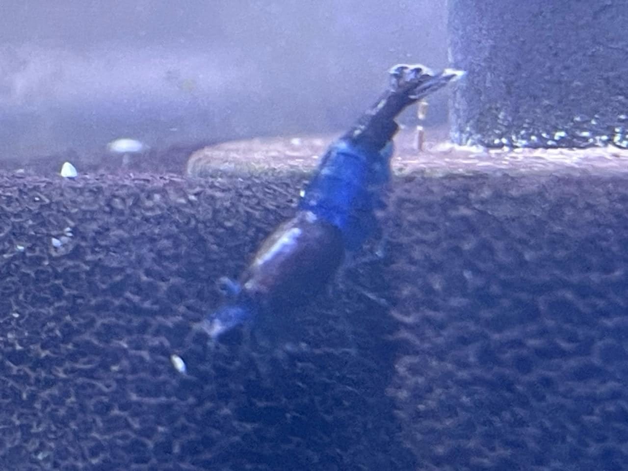 Customer photo review of Blue Dream Neocaridina Shrimp