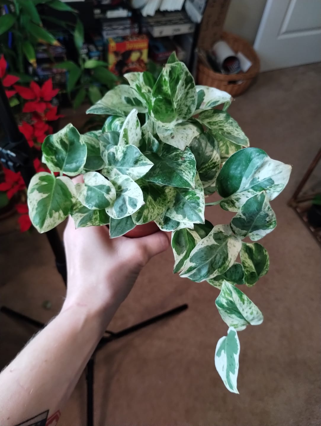Customer photo review of Pothos Epipremnum aureum 'Pearls and Jade'