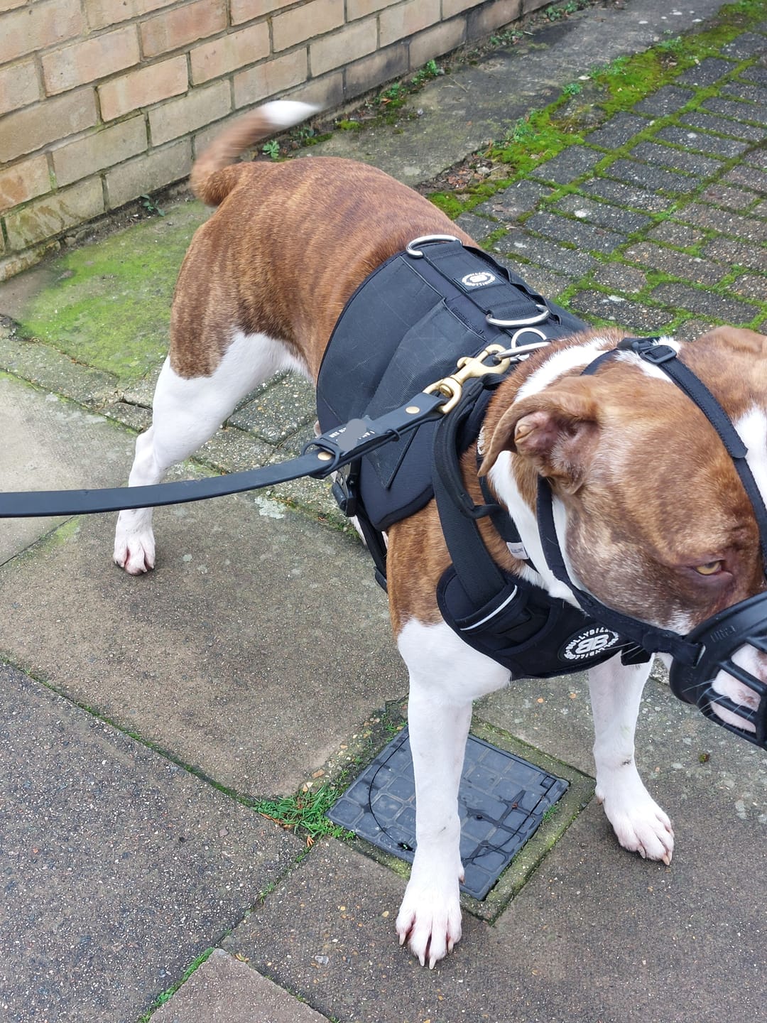 Customer photo review of Weighted Harnesses Iron Block - Contains x5 Weights