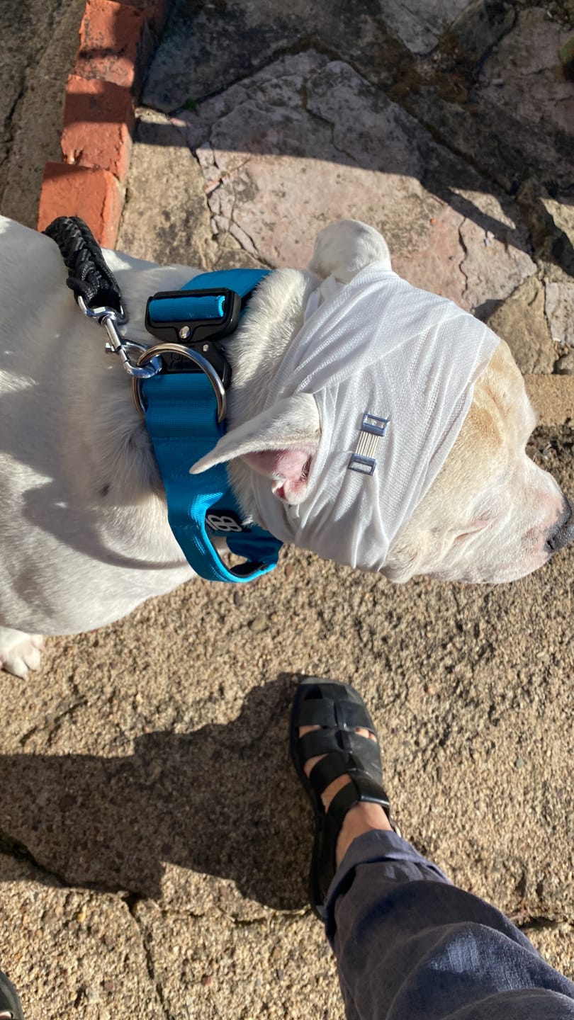 Customer photo review of 5cm Combat® Collar | With Handle & Rated Clip - Light Blue v2.0