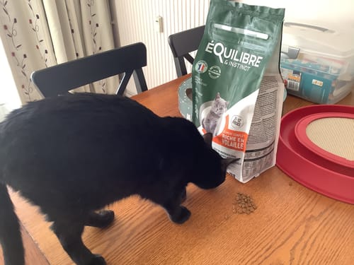 Customer photo review of P'tit Instinct Félin "Kit découverte" (chaton)