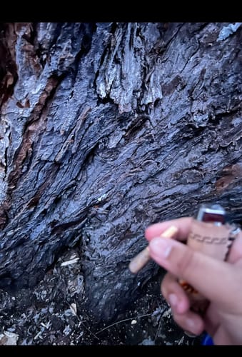 Customer photo review of Blue Lotus Flower Pre Rolls