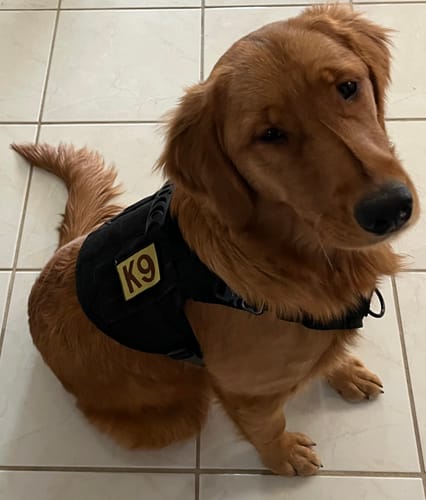 Customer photo review of Classic Heavy-Duty Tactical No-Pull Team K9™ Dog Harness With Front & Back D-Rings, Quick-Release Metal-Buckles, Hook & Loop Panels, & Top Handle