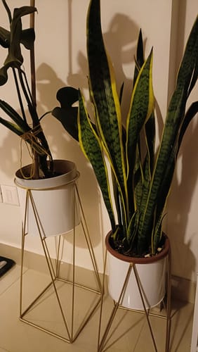 Customer photo review of United Crafts Metal Planter Stand for Home Décor (Gold & White Set of 2)