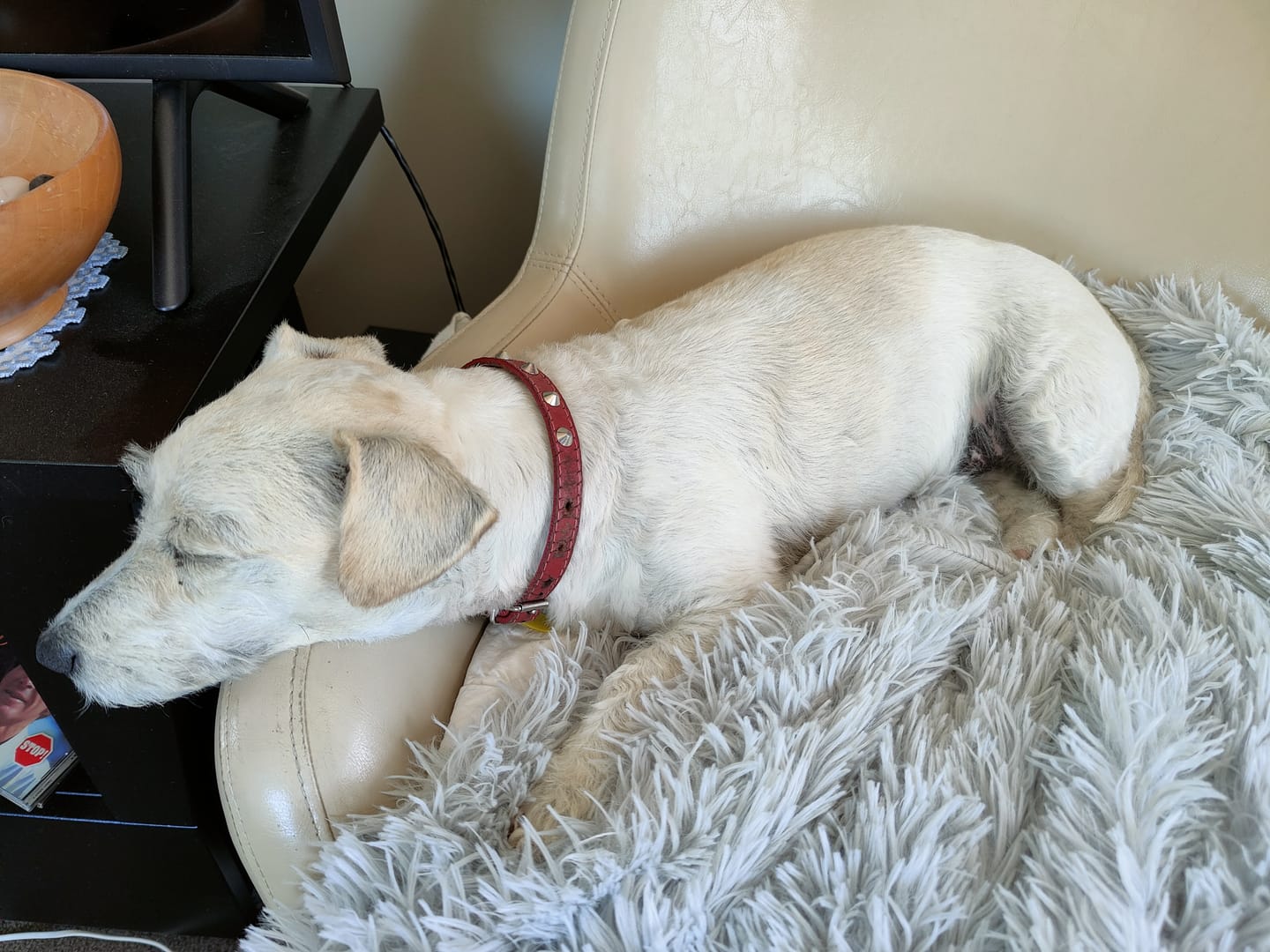 Customer photo review of Matching Calming Blanket