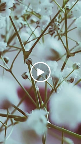 Customer video review of Gypsophila