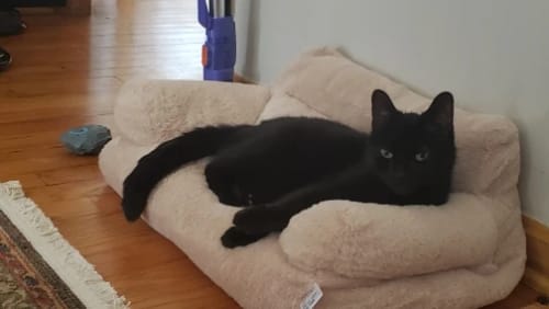 Customer photo review of Premium Sofa für Hunde und Katzen