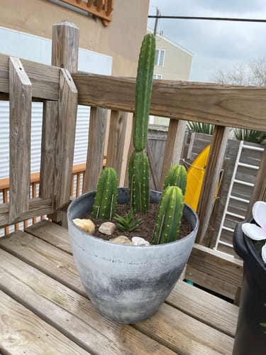 Customer photo review of Imperfect San Pedro Cactus Cuttings | Echinopsis (Trichocereus) pachanoi Cuttings