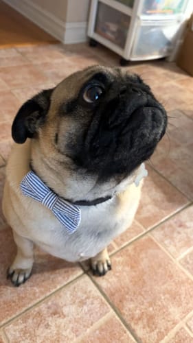 Customer photo review of Navy Seersucker Bow Tie for Dog and Cat Collar