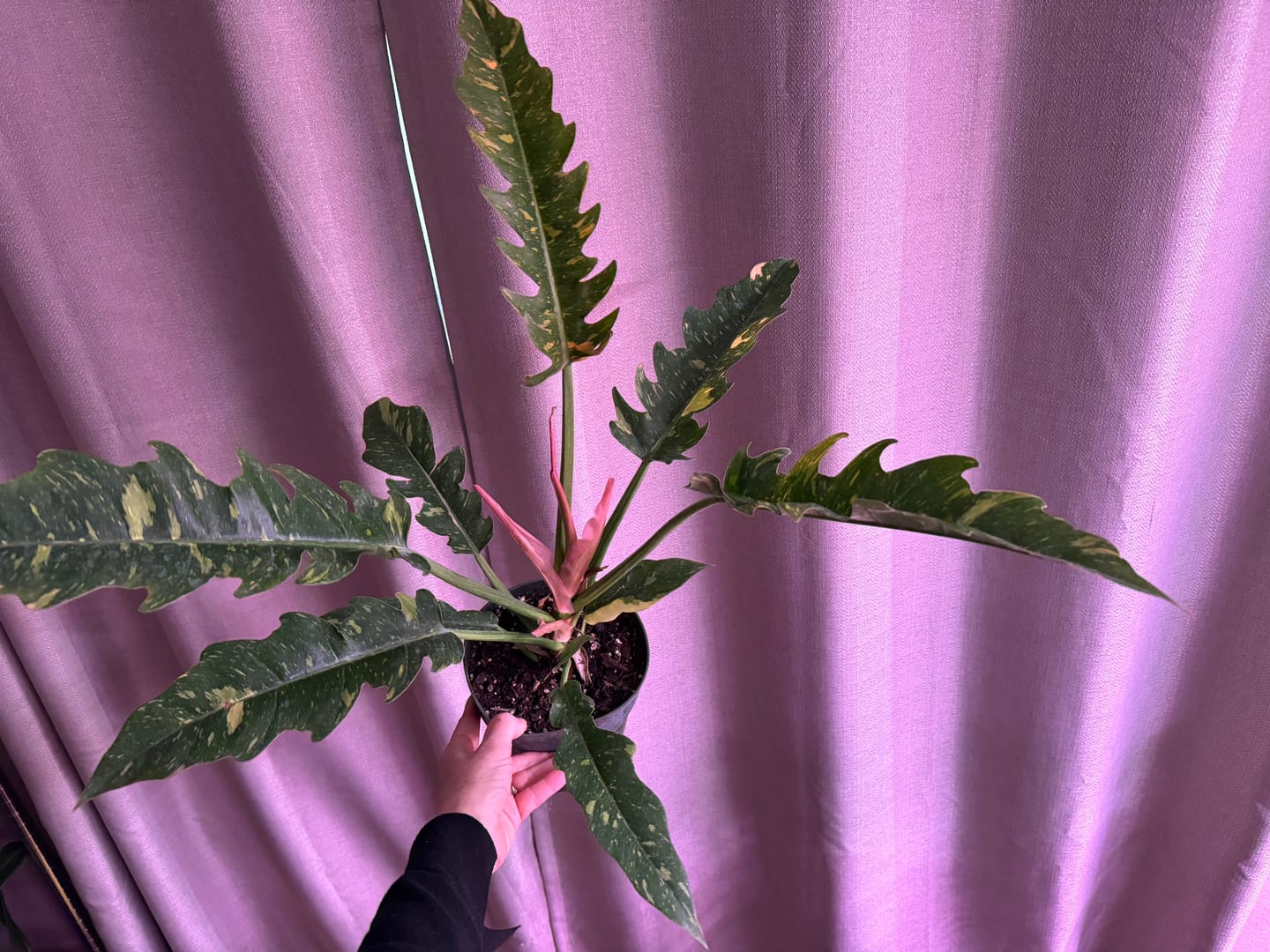 Customer photo review of Philodendron Ring of Fire Variegated