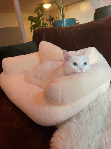 Customer photo review of Premium Sofa für Hunde und Katzen