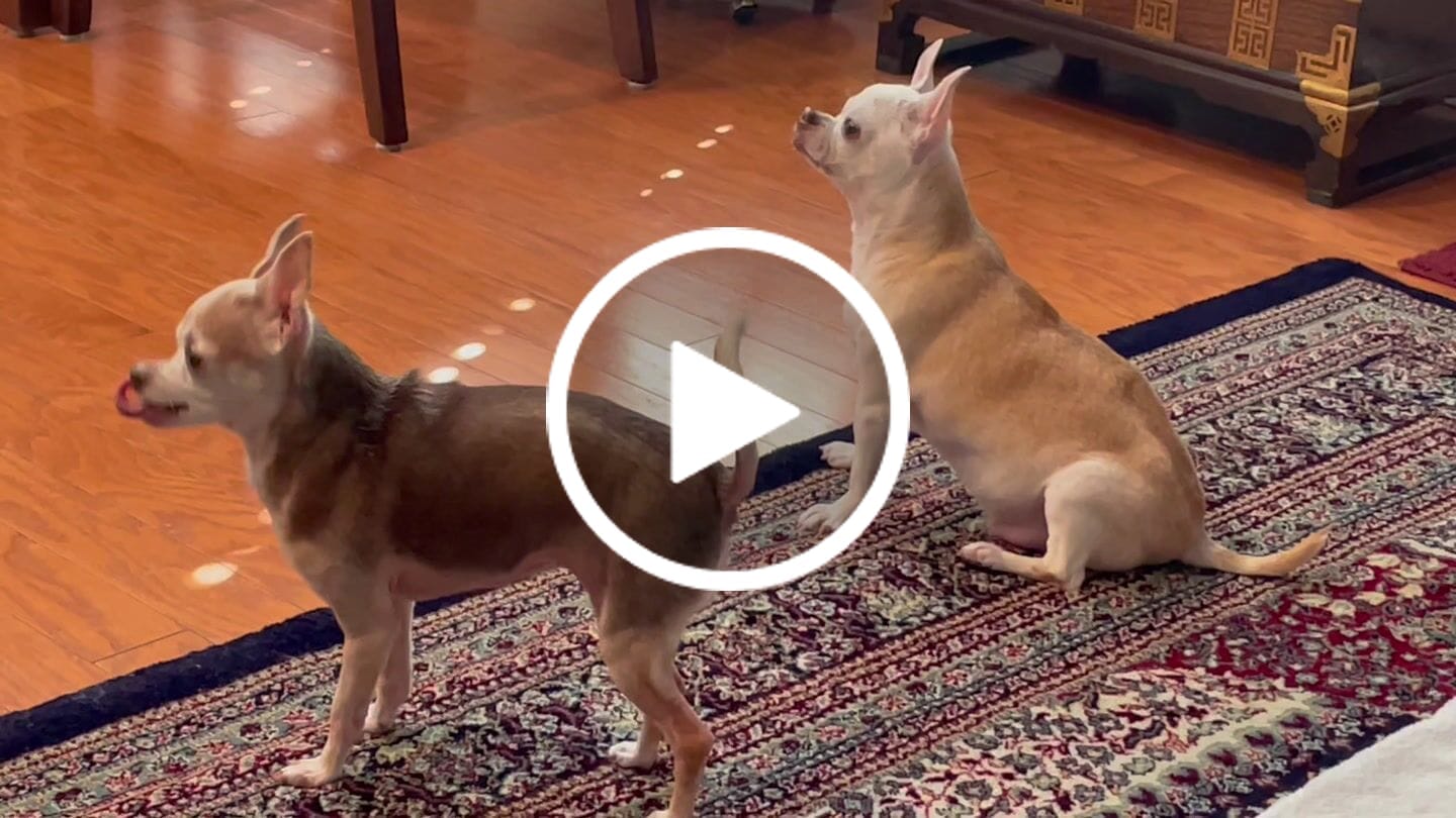 Customer video review of WALK-EASY™ Extra Strength Natural Pain Relief for Dogs - Helps Dog Joint Pain, Arthritis, ACL, Limping and More
