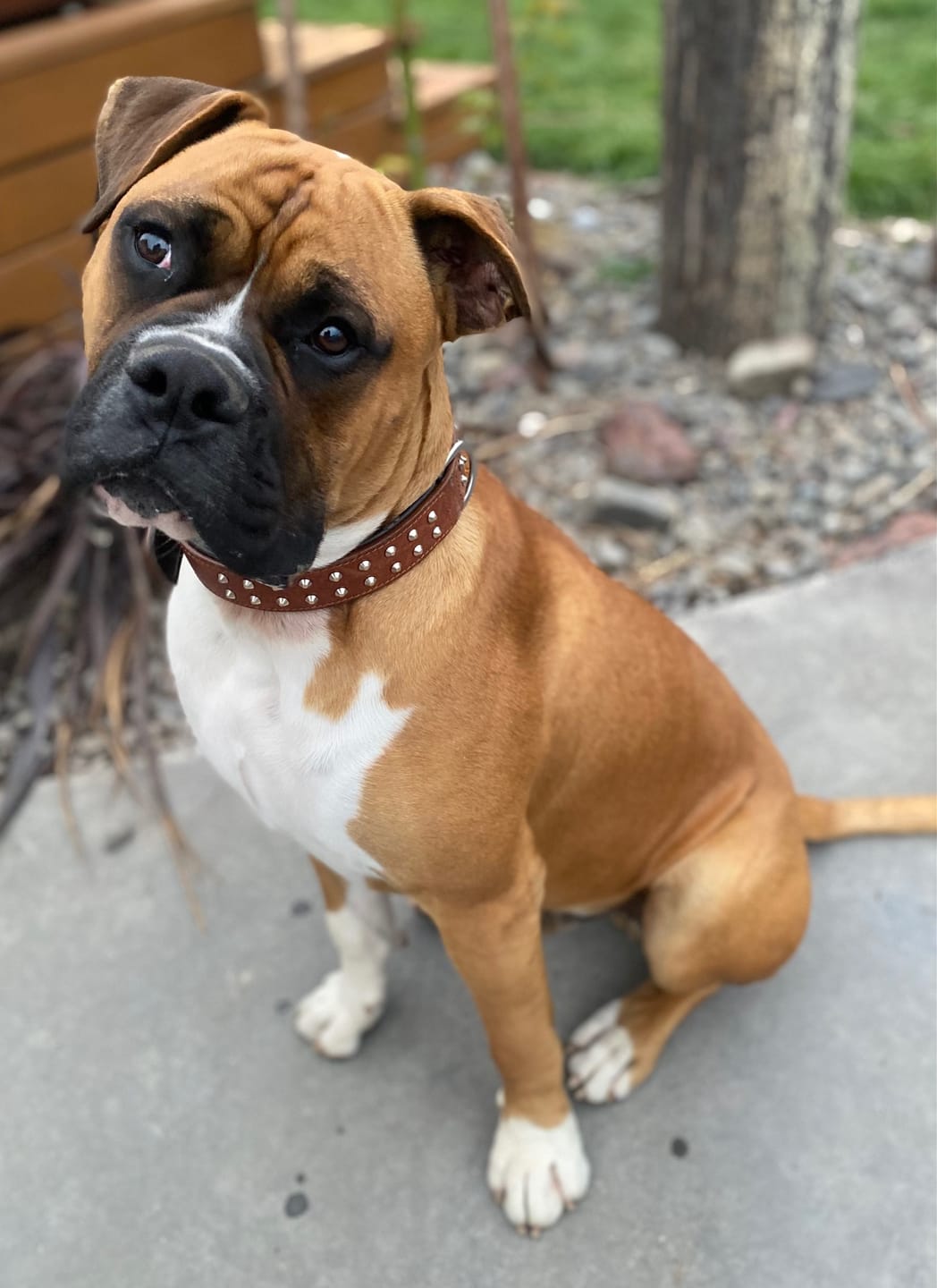Customer photo review of Hand Made Leather Dog Collar- RuffNeck Brown & Chrome (Regular Fit)