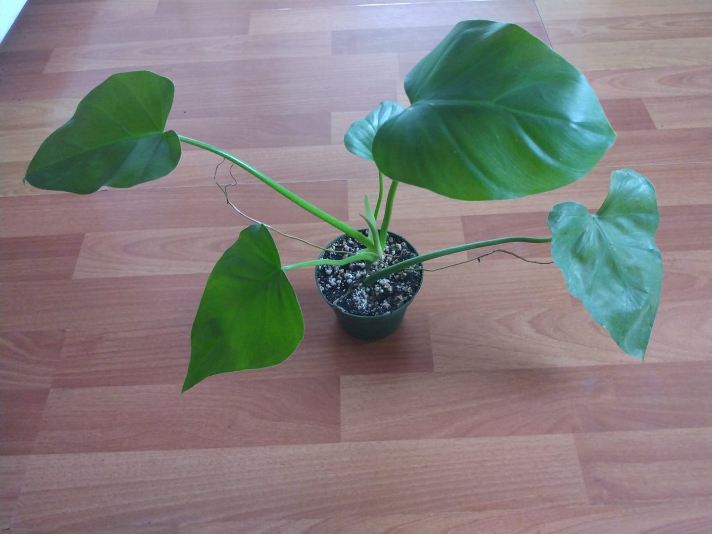 Customer photo review of Philodendron giganteum