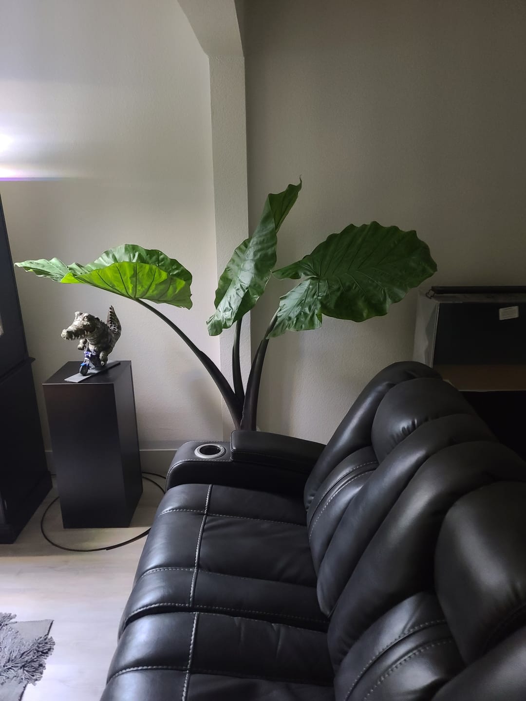 Customer photo review of Alocasia Black Stem, Elephant Ears, Live Tropical Plant