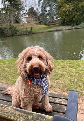 Customer photo review of Tough Trails™ Harness -  Winnie + Friends