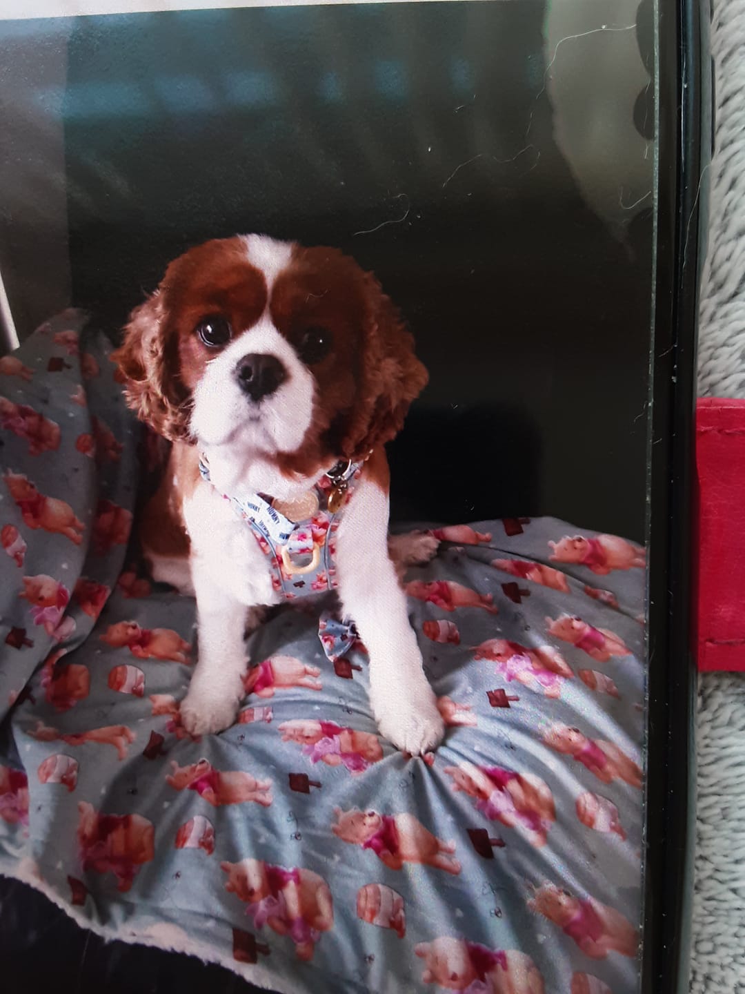Customer photo review of Tough Trails™ Harness - Winnie The Pooh