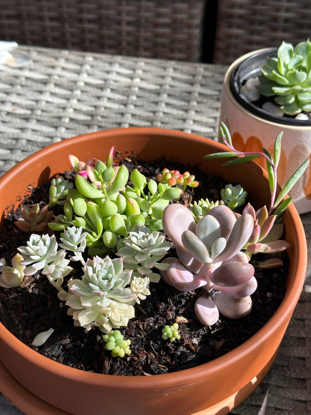 Customer photo review of Graptopetalum amethystinum - Lavender Pebbles