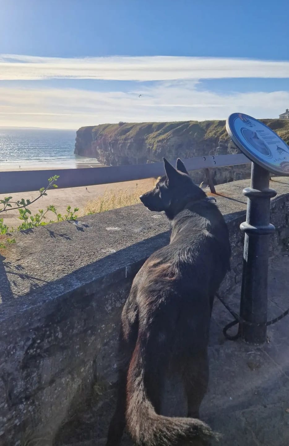 Customer photo review of Remote Training Collar System
