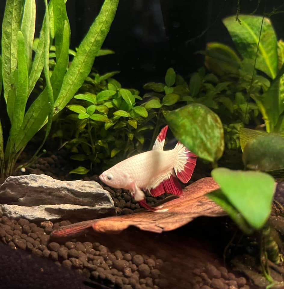 Customer photo review of Snow Dragon Plakat Male Betta Fish