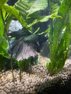 Customer photo review of Super Black Halfmoon Male Betta Fish