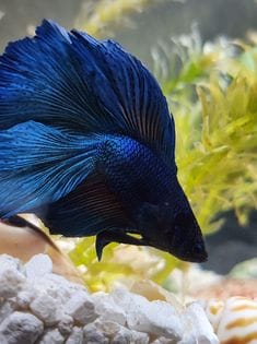 Customer photo review of Super Blue Halfmoon Male Betta Fish