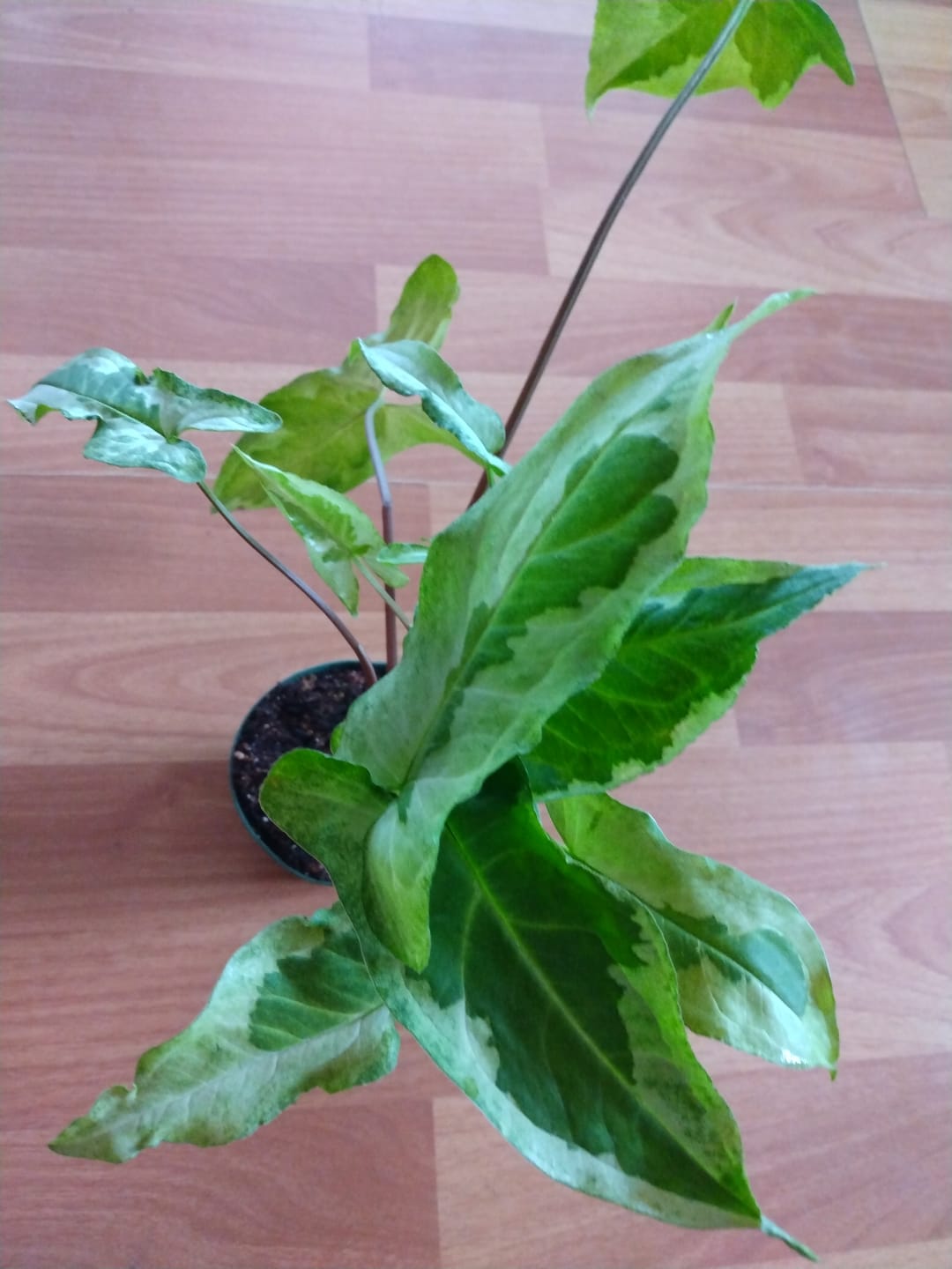 Customer photo review of Syngonium podophyllum 'Three Kings'