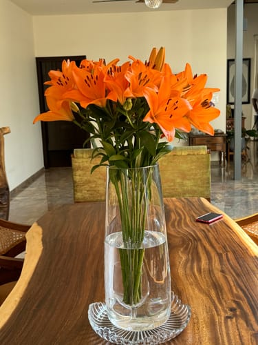 Customer photo review of Asiatic Lily