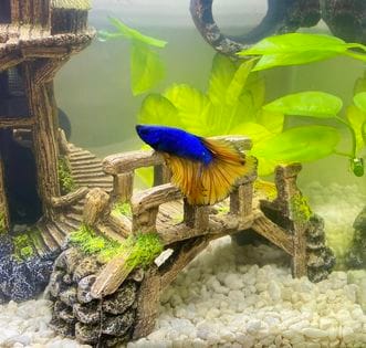 Customer photo review of Mustard Gas Blue Halfmoon Male Betta Fish
