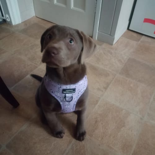 Customer photo review of Adjustable Harness Lucky Dip