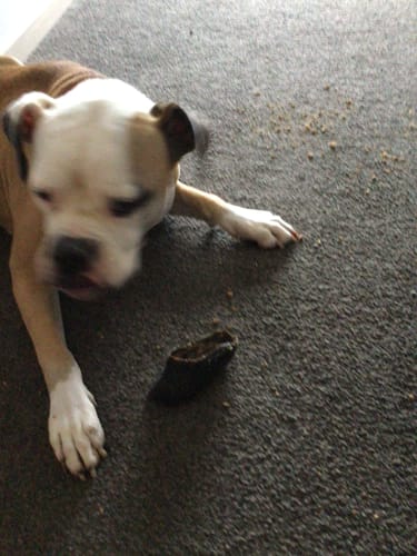 Doreen L. review of Beef Hoof filled with Kangaroo Meat image 1 out of 3