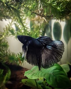 Customer photo review of Super Black Halfmoon Male Betta Fish