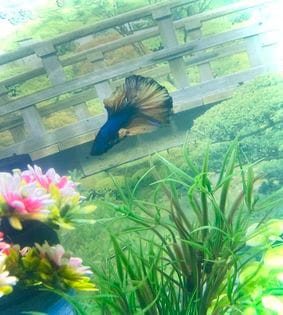 Customer photo review of Mustard Gas Blue Halfmoon Male Betta Fish