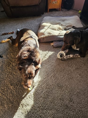 Customer photo review of Clean Earth Hard Chews - 100% Sustainable - USA Made