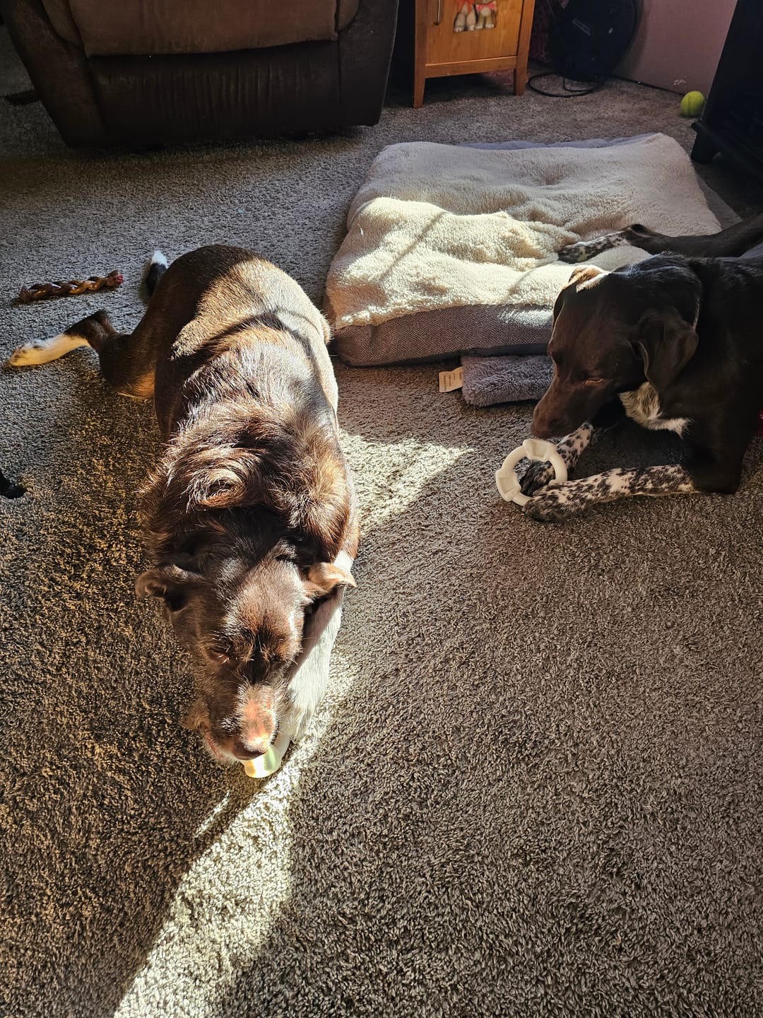 Customer photo review of Clean Earth Hard Chews - 100% Sustainable - USA Made