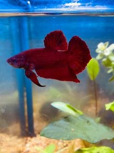 Customer photo review of Super Red Plakat Male Betta Fish