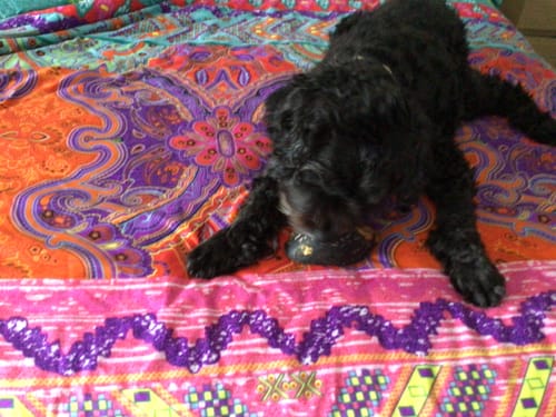 Doreen L. review of Beef Hoof filled with Kangaroo Meat image 1 out of 3