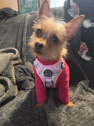 Customer photo review of Tough Trails™ Harness - PPB Pastel Swirl