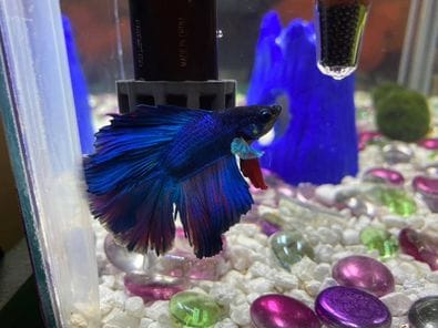 Customer photo review of Super Blue Halfmoon Male Betta Fish