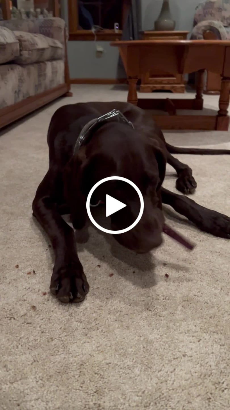 Customer video review of 12 Inch Beef Jerky Stick