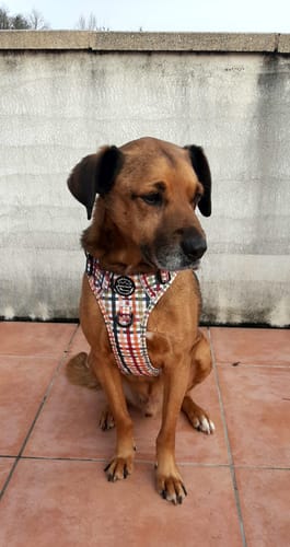 Customer photo review of Tough Trails™ Harness - Plaid Pup