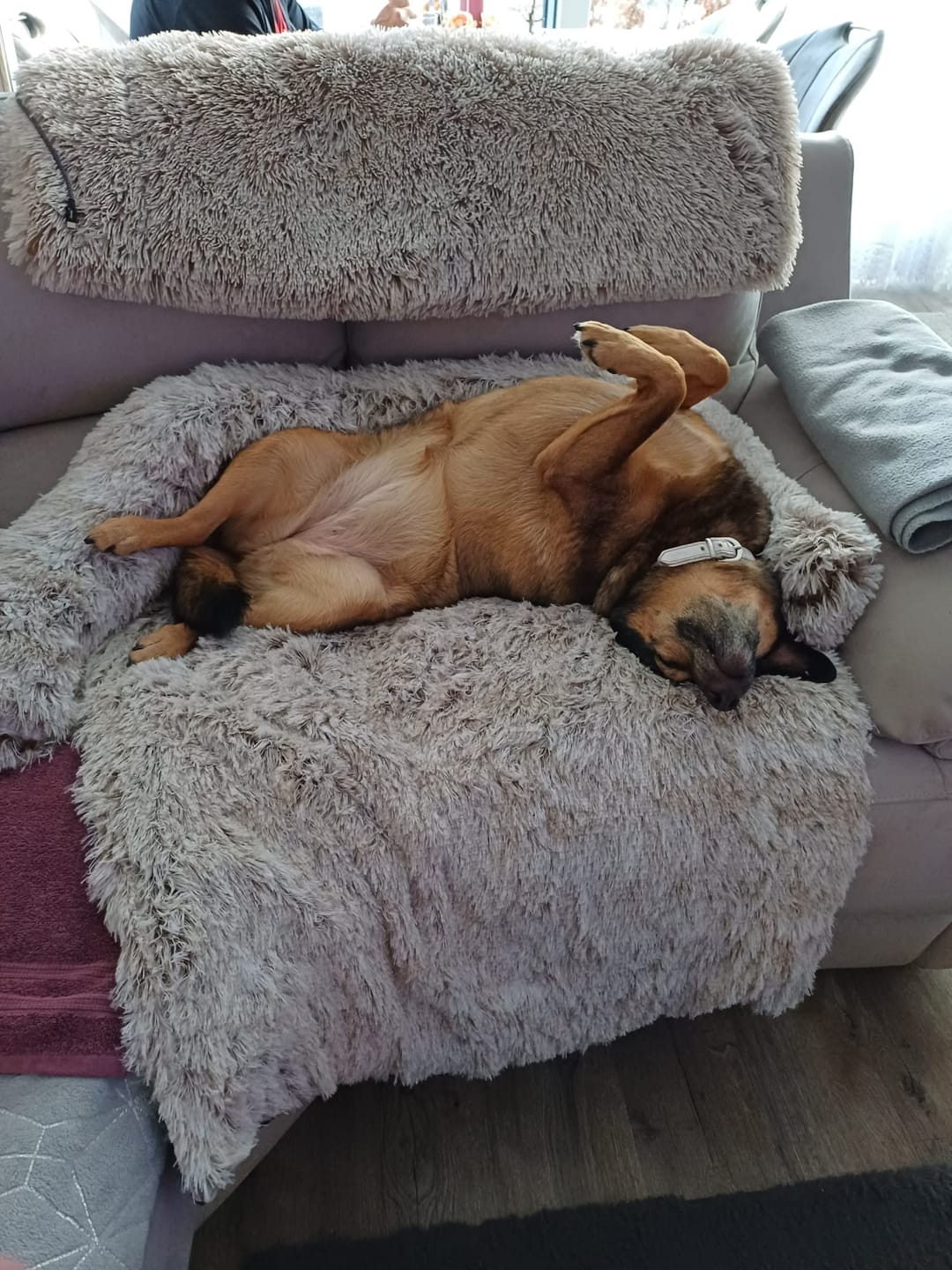 Customer photo review of *NEU* Emmalove - Flauschiges Hundebett für dein Sofa