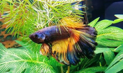 Customer photo review of Mustard Gas Blue Halfmoon Male Betta Fish