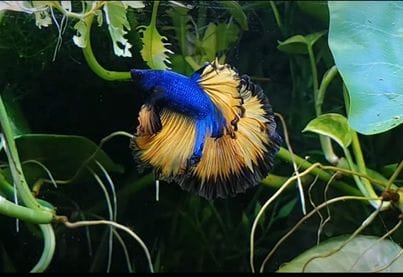 Customer photo review of Mustard Gas Blue Halfmoon Male Betta Fish