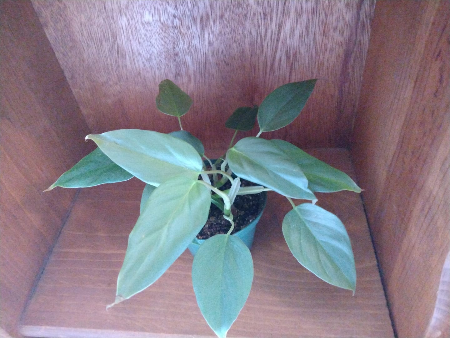 Customer photo review of Philodendron sp. 'Red Mini Machinatza'