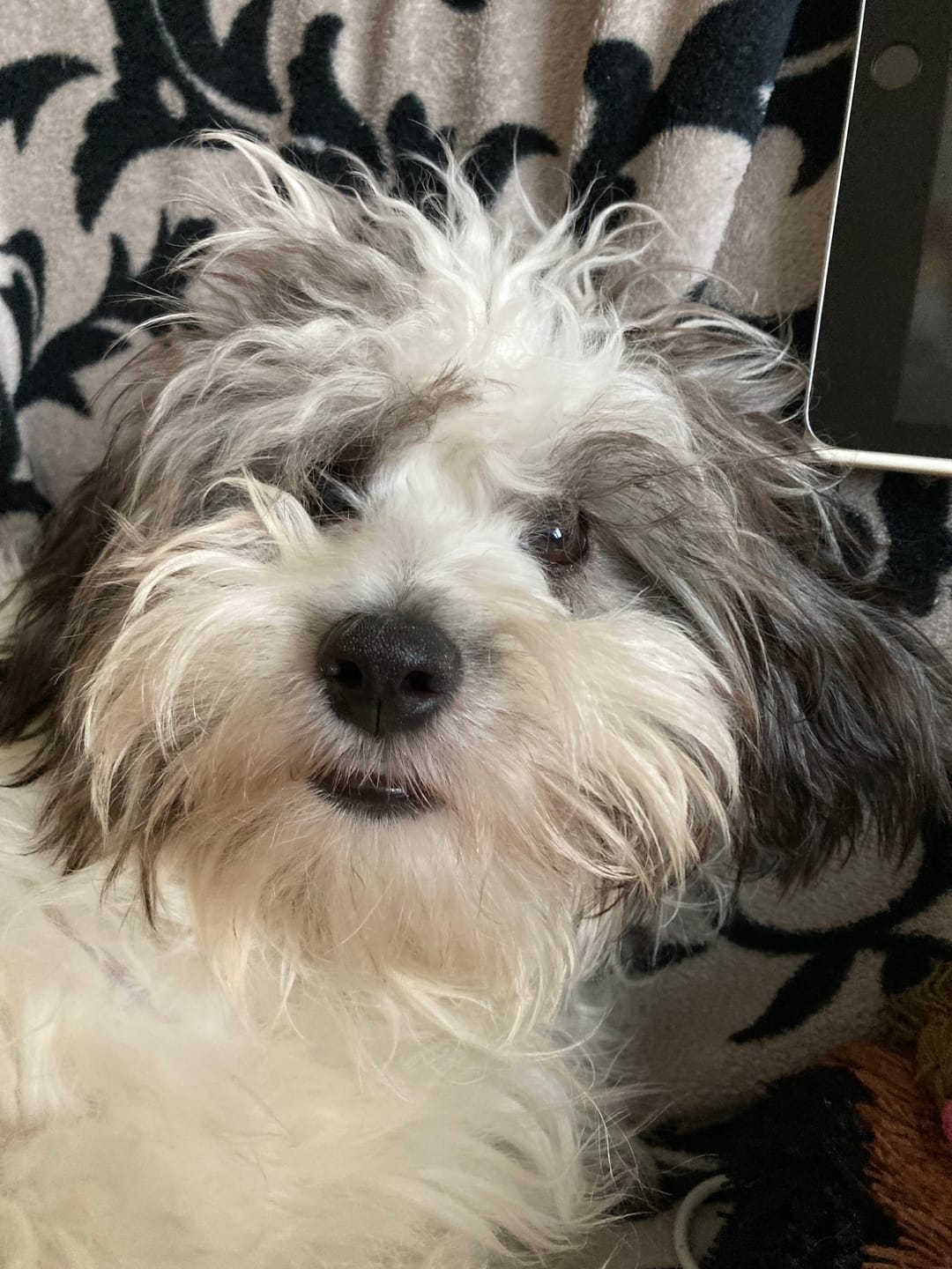 Customer photo review of Geweldig Genoten | Pindakaas voor honden